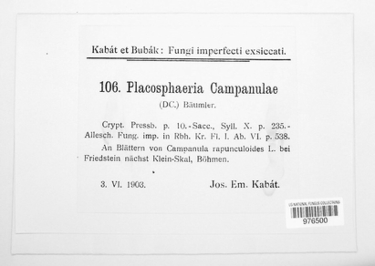 Leptotrochila campanulae image